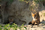 ND5_9097F vos (Vulpes vulpes, Red Fox).jpg
