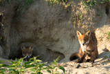 ND5_9097F vos (Vulpes vulpes, Red Fox).jpg