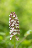 ND5_7512F purperorchis (Orchis purpurea, Lady orchid).jpg