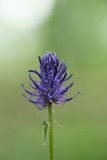 ND5_8267F zwartblauwe rapunzel (Phyteuma nigrum, Black rampion).jpg