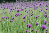 ND5_1687F Spaanse ruiter (Cirsium dissectum, Meadow thistle).jpg