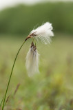 D4S_6457F veenpluis (Eriophorum angustifolium, Common Cottongrass).jpg