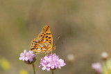 ND5_2786F kleine parelmoervlinder (Issoria lathonia, Queen of Spain fritillary).jpg