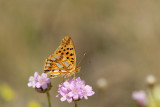 ND5_2786F  kleine parelmoervlinder (Issoria lathonia, Queen of Spain fritillary).jpg