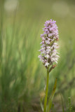 ND5_2798F veenorchis (Dactylorhiza sphagnicola subsp. sphagnicola, Peat orchid).jpg