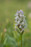 ND5_2870F veenorchis (Dactylorhiza sphagnicola subsp. sphagnicola, Peat orchid).jpg