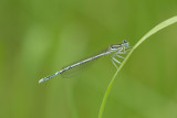 ND5_2733F blauwe breedscheenjuffer (Platycnemis pennipes, White-legged damselfly or Blue featherleg) male.jpg