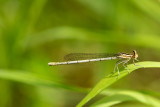 ND5_2633F blauwe breedscheenjuffer (Platycnemis pennipes, White-legged damselfly or Blue featherleg) female.jpg