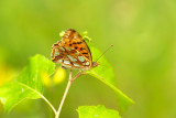 ND5_2742F kleine parelmoervlinder (Issoria lathonia, Queen of Spain fritillary).jpg