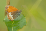 ND5_4322F tweekleurig hooibeestje (Coenonympha arcania, Pearly Heath).jpg