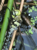 IMG_7605F blauwe glazenmaker(Aeshna cyanea, Southern hawker).jpg