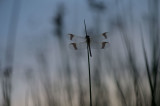D40_2022F bandheidelibel vr. (Sympetrum pedemontanum, banded darter).jpg