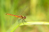 ND5_6888F Kempense heidelibel (Sympetrum depressiusculum, Spotted darter).jpg