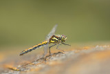 ND5_6866F zwarte heidelibel (Sympetrum danae, Black darter or Black meadowhawk).jpg