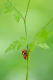 ND5_2210F veelstippig Aziatisch lieveheersbeestje (Harmonia axyridis, Asian ladybeetle).jpg