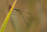 ND5_4878F gewone pantserjuffer vr. (Lestes sponsa, Emerald damselfly or Common spreadwing female).jpg