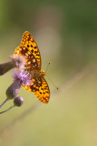 ND5_9799F bosrandparelmoervlinder (Fabriciana adippe, High brown fritillary).jpg