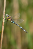 ND5_1000F paardenbijter mn. (Aeshna mixta, Migrant hawker male).jpg