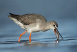 ND5_3063F zwarte ruiter (Tringa erythropus, Spotted Redshank).jpg