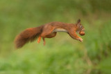 ND5_4479F rode eekhoorn (Sciurus vulgaris, Red squirrel).jpg