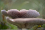 ND5_4829F vaalpaarse schijnridderzwam (Lepista sordida).jpg