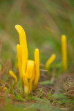 ND5_4980F gele knotszwam (Clavulinopsis helvola, Yellow club fungus).jpg
