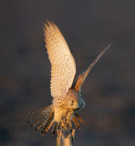 ND5_7891F torenvalk (Falco tinnunculus, Common Kestrel).jpg