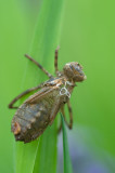 Libellen en Juffers/Dragonflies and Damselflies