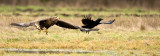 D4S_7570F zeearend (Haliaeetus albicilla, White-tailed Eagle).jpg