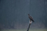 D4S_8039F zeearend (Haliaeetus albicilla, White-tailed Eagle).jpg