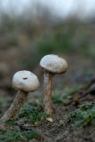 ND5_8670F ruwstelige stuifbal (Tulostoma fimbriatum, Tulostoma fimbriatum).jpg