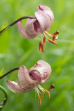 ND5_4177F Turkse lelie (Lilium martagon, Martagon lily or Turk's cap lily).jpg