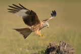 ND5_5154F rode wouw (Milvus milvus, Red Kite).jpg