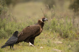 ND5_6744F monniksgier (Aegypius monachus, Cinereous Vulture)+ raaf.jpg