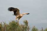 ND5_6967F juv. Spaanse of Iberische keizerarend (Aquila adalberti, Spanish Imperial eagle).jpg