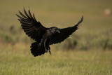 ND5_7225F raaf (Corvus corax, Northern Raven).jpg