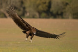 ND5_7426F monniksgier (Aegypius monachus, Cinereous Vulture).jpg