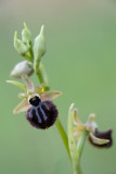 ND5_9598F zwarte spinnenorchis (Ophrys Incubacea, Dark Ophrys).jpg
