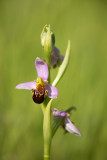 ND5_1579F bijenorchis (Ophrys apifera, Bee orchid).jpg