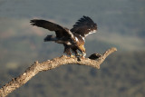 ND5_2759F Spaanse of Iberische keizerarend (Aquila adalberti, Spanish Imperial eagle).jpg