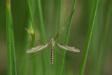 ND5_2058F Tipula (Yamatotipula) lateralis (Crane fly).jpg