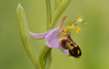 ND5_3135F bijenorchis (Ophrys apifera, Bee orchid).jpg
