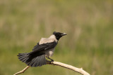 ND5_5239F bonte kraai (Corvus cornix, Hooded crow).jpg