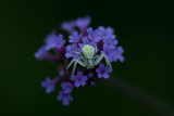 ND5_8644F gewone kameleonspin (Misumena vatia, Common crab spider).jpg