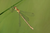 ND5_0015F gewone pantserjuffer ♀(Lestes sponsa, Emerald damselfly female).jpg