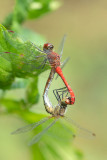 ND5_2222F bloedrode heidelibel (Sympetrum sanguineum, Ruddy darter).jpg