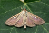 ND5_2529F buxusmot (Cydalima perspectalis, Box tree moth).jpg
