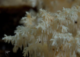 Kammetjesstekelzwam (Hericium coralloides)