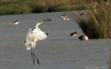 grote zilverreiger (Ardea alba)