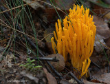 kleverig koraalzwammetje (Calocera viscosa)